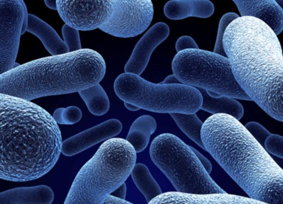 BATTERI INTESTINALI: SALVAGUARDIAMOLI!