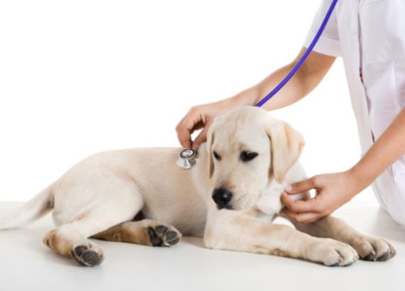 RICETTA VETERINARIA: NOVITA' LEGISLATIVE