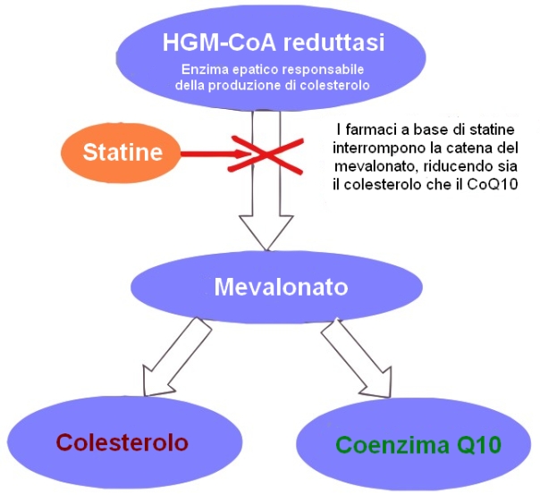 PERCHE' IL COENZIMA Q10 E' INDISPENSABILE DURANTE L'ASSUNZIONE DI STATINE?