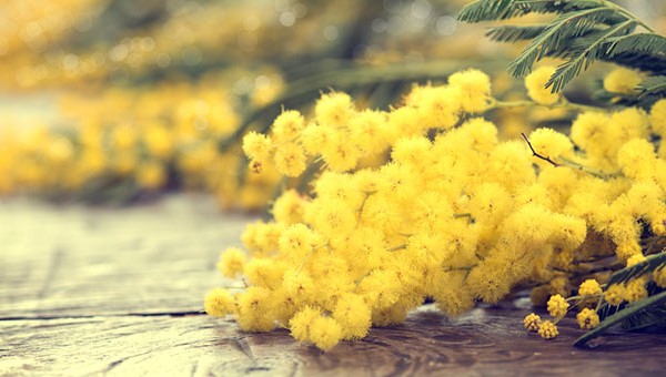 UNA MIMOSA PER LA CANDIDOSI