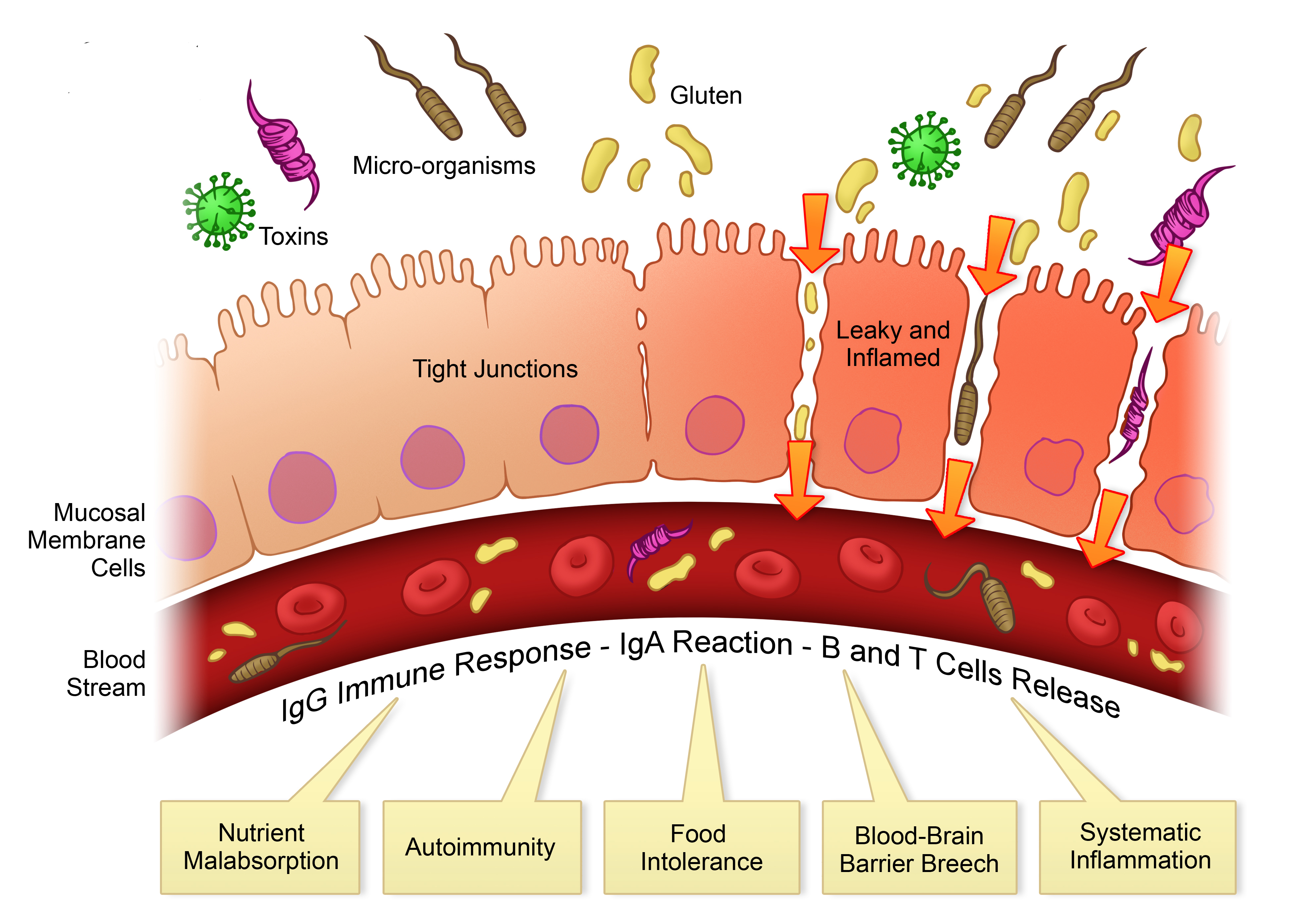 AKKERMANSIA MUCINIPHILA: UNO DEI BATTERI ARCHITRAVE DEL MICROBIOTA INTESTINALE