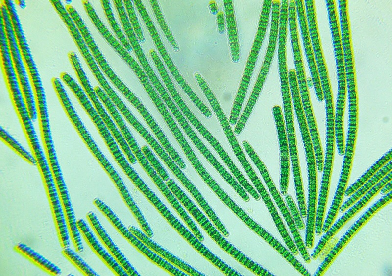 PERCHE' L'ALGA SPIRULINA E' FONTE DI BENESSERE?