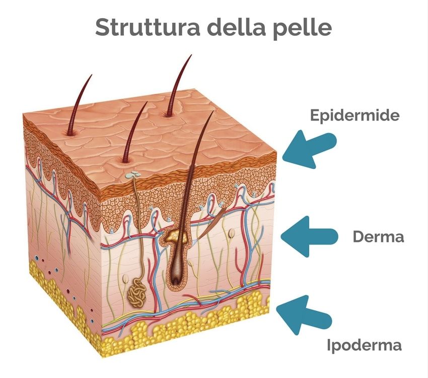 Microbiota cutaneo: il miglior amico della pelle